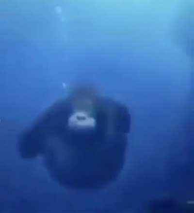 Monke go to pewdiepie monke spy