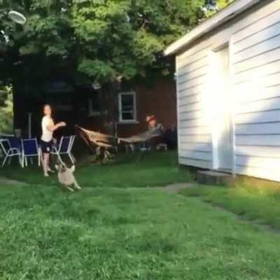 While trying to catch the disk