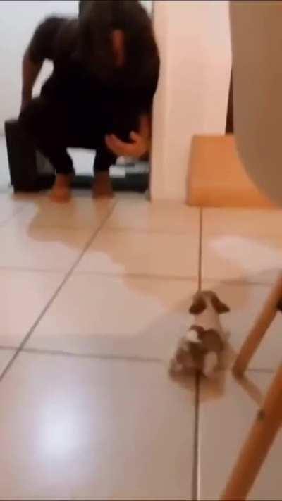 wee little puppy says “welcome home” with every wiggle it has