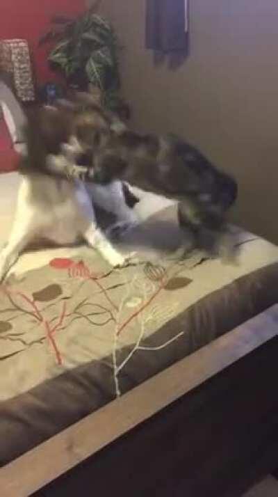 It’s always a treat catching these two having a little play time!