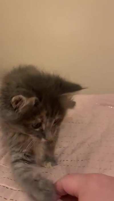 Kitten Princess Winter