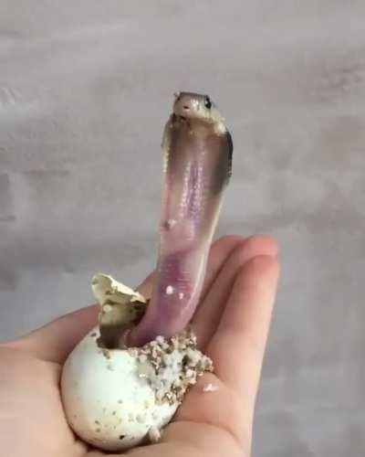 Newly-hatched baby King Cobra.