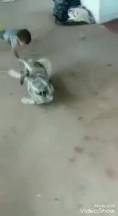 child gets yeeted by dog