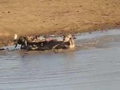Painted wolves/African wild dogs take down a kudu.