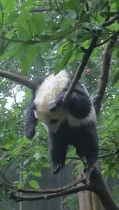 🔥 Pandas do not have specific sleeping spots, they usually just fall asleep wherever they are