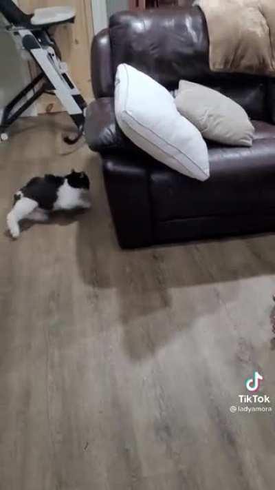 Страшное котэ