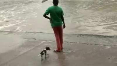 Alligator attempts to eat dog but heavily armed lady changes his mind.