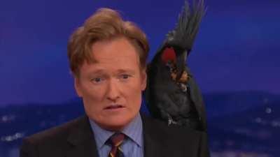 Conan O'Brien died inside when a blackpalm cocktaoo perch on his shoulder