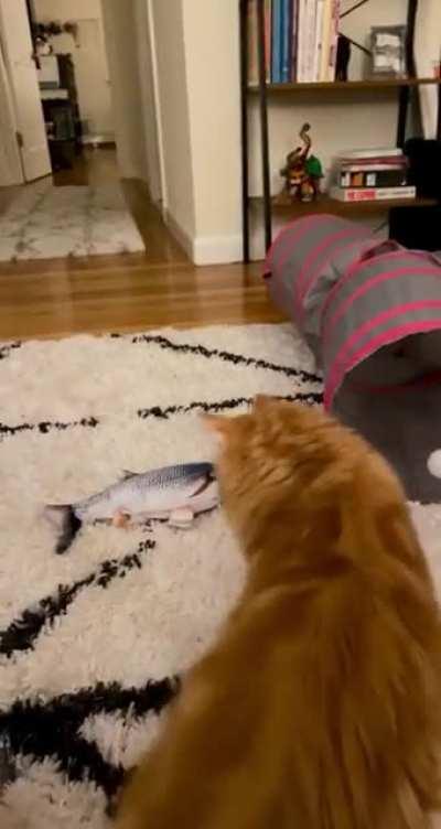 Nigel Loves His Fish