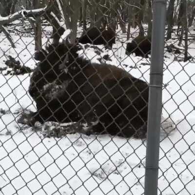The bison that live by my house realllllly like when it snows