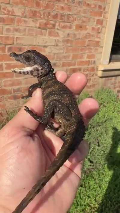 Smol caiman is showing its charms