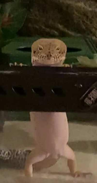 When it’s 8:01 and I haven’t given him his 8:00 crickets yet