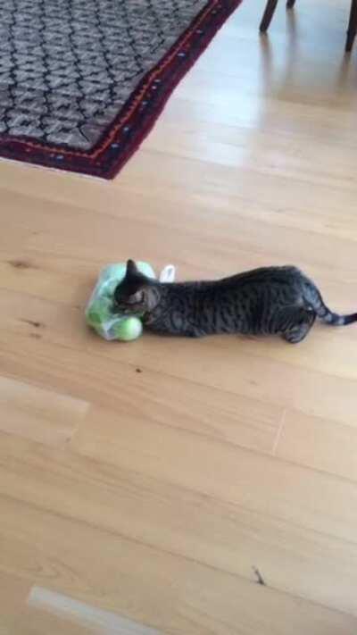 My cats are obsessed with apples. I dont know what the hype is all about