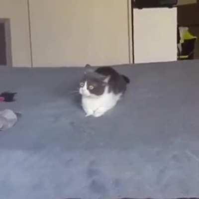 What is wrong with you little stupid...