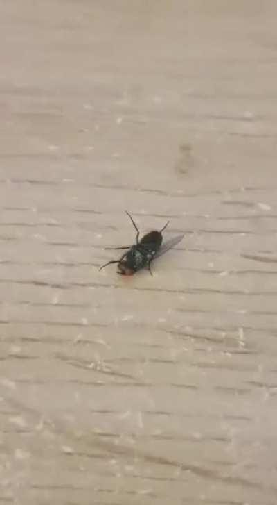 Ripped a wing off and made a beyblade