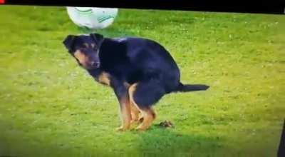 Dog Takes Dump On Pitch During Europa Conference League Game Between Partizan Belgrade And Arnothosis Famagusta (I know it's not related to premier league but it's funny )