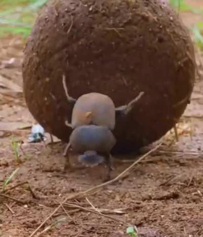 🔥 Dung Beetles navigate via the light of the Milky Way 🔥