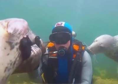 A seal mistook a man for a drowning person and tried to save him.