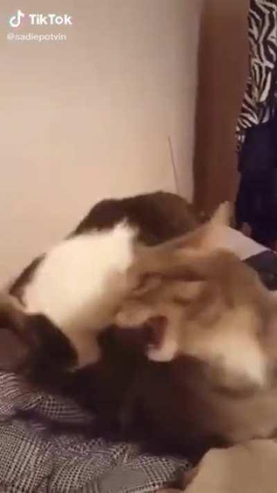 Hahahaha I love cats!