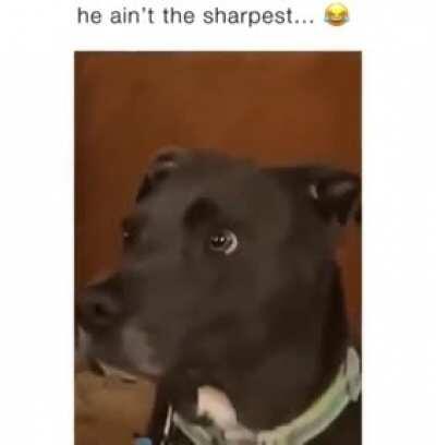 Not the sharpest one in the pack