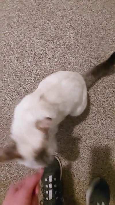 This is Sprout. She poofs up her tail when the pets are really good. How many other kitties out there do this?