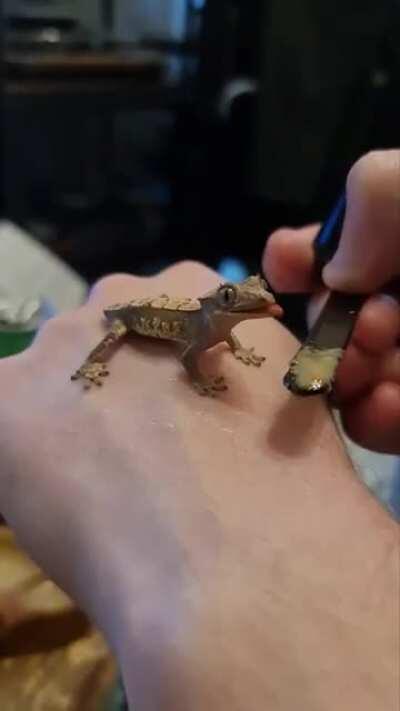 Korra, our baby crested gecko 😍🥰