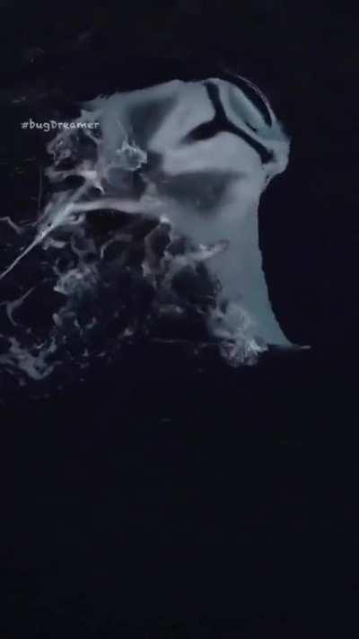 Manta ray showing its playful side. Some mantas can have a 9 meter (29.7ft) wingspan