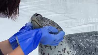 Literally just a sea doggo @aguhiyori