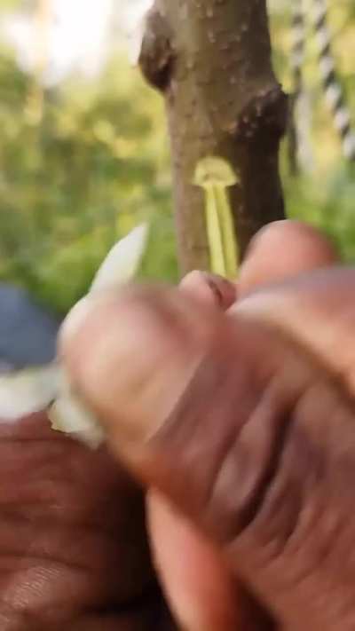 This grafting technique