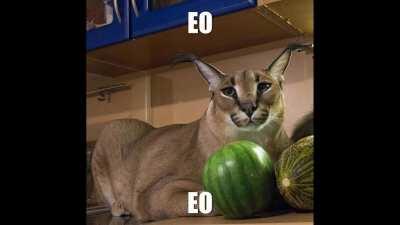 Floppa wants to be like ooh