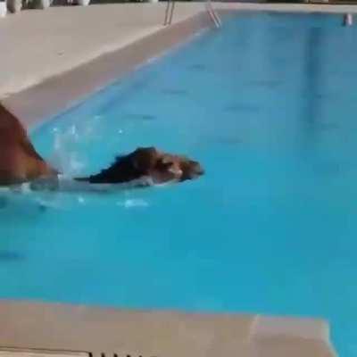 Camel going for a swim in a hotel pool