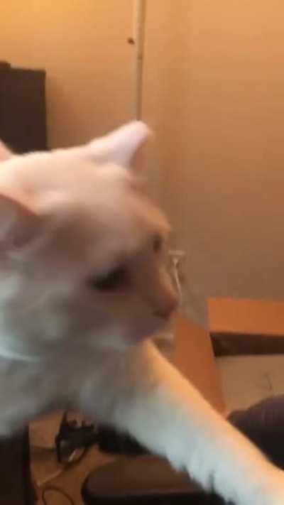 My deaf cat likes to scream