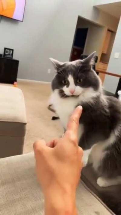 Arguing with a cat at its finest!