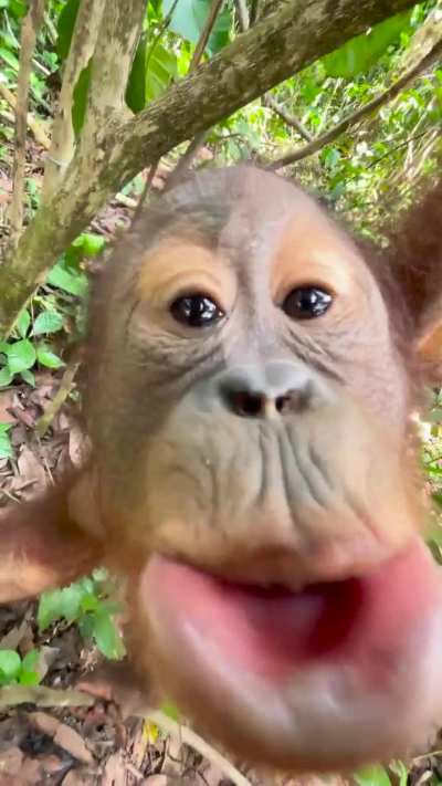 A Big Orangutan Kiss (from The Orangutan Project Facebook Page)