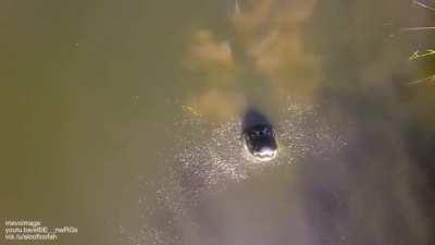 Alligator sees a drone