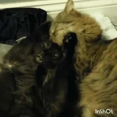 Hitcat struck with a spout of remorse before the finishing move