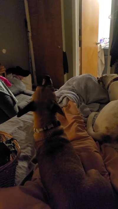 Rico learned to sing from his BFF, Floki who is a husky. Never a quiet moment. 