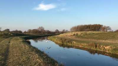 Swan landing perfectly in a water canal
