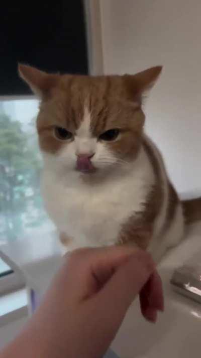 angry cat look so cute
