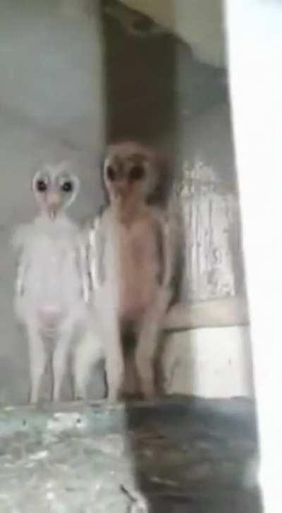 Thanks, I hate baby owls that look like aliens