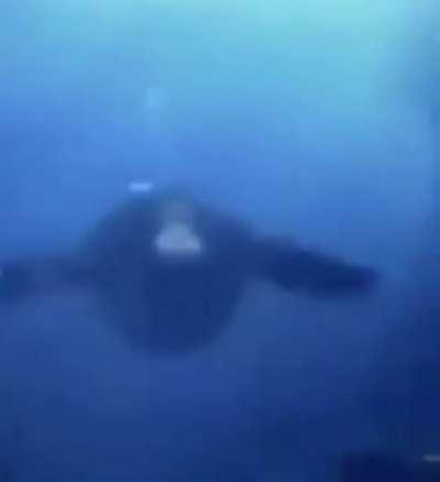 All hail Water Monke