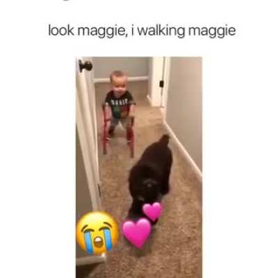 Aww he is so happy that he is walking.