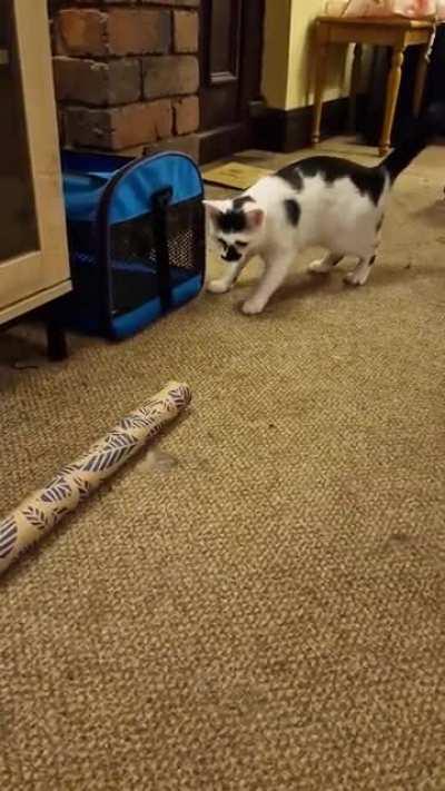 Double scaredy cats!