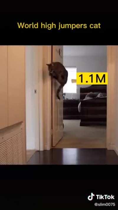 Cat jump high