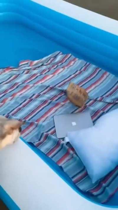 Hope they brought extra floaties