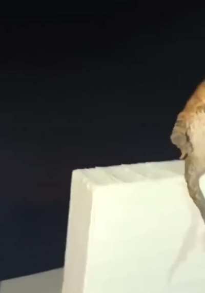 &ldquo;NOOOO!!!!&rdquo;