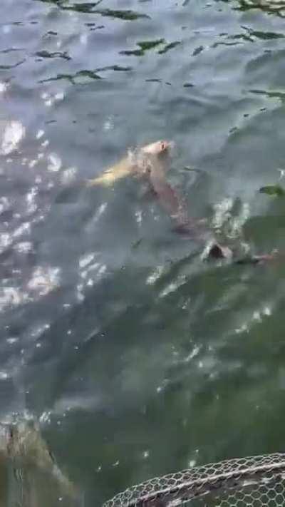 Once In a Lifetime! Wife Is Hooked For Life!! (Northern Minnesota - BWCA/ Superior National Forest)