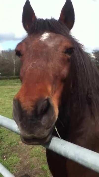 Horse turns around then farts on camera man.