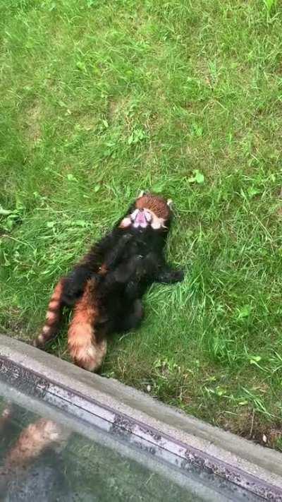Saw these 2 at the Calgary zoo! (They are playing I swear)