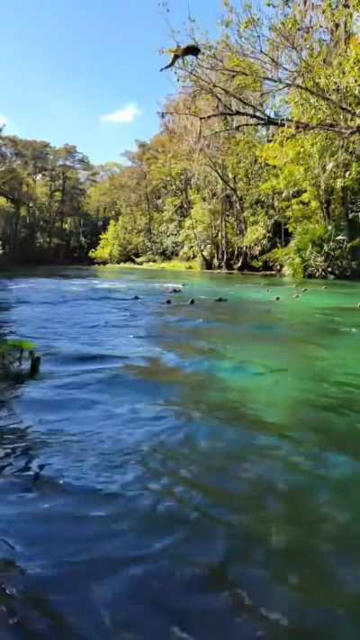 🔥 Weather Forecast for Silver Springs, Florida: Sunny with a Chance of Rhesus Macaque Monkeys